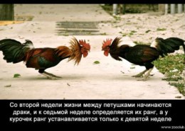 Кто вылупляется летом из яйца, снесенного семилетним черным петухом в день Кура и Курки на Руси?