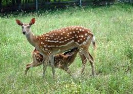 Какие животные обитают в лесах России?