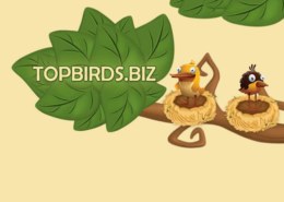 Topbirds.biz — какие отзывы, платит или лохотрон?