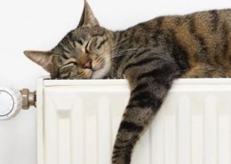 Когда включат отопление в Воронеже осенью 2021 года?