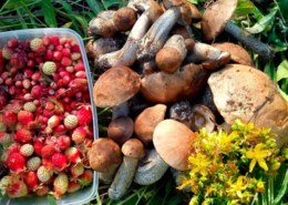 Какая карта грибных и ягодных мест Самарской области 2021?