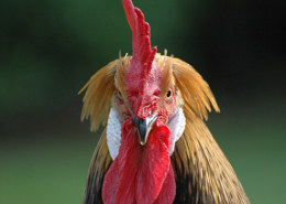 Куда сыпали смесь проса и перца, чтобы петух был бойким и драчливым?