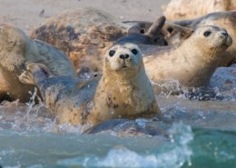 Морские котики — тюлени Ларга, где живут, почему их зовут «Ларга»?