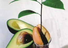 Как вырастить авокадо из косточки?